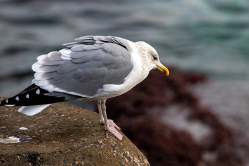 Free flying seagull on the beach