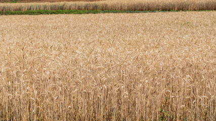 Fototapeta premium Gray barley fields awaiting harvest
