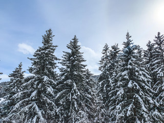 Snowy pine trees in the mountains