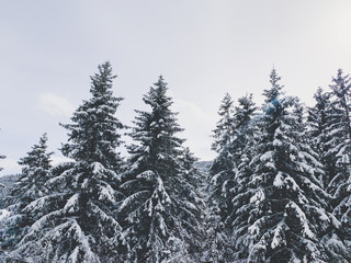 Fototapeta na wymiar Snowy pine trees in the mountains