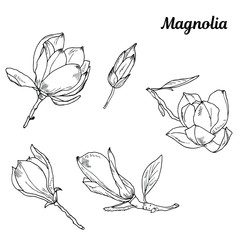 Magnolia flowers on a branch with leaves. Set of spring flowers. Sketch, outline, hand drawing. Elegant tropical flowers for design of greeting cards, invitations, print, banners, packaging.