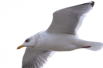 Free flying seagull on the beach