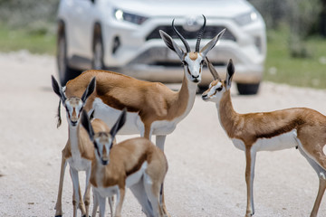 springbock passing through where is a car