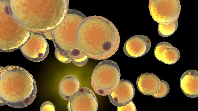 3D Animation of a cluster of Fat cells aka Adipocytes floating in the human body.