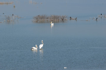 Lake Karla , Greece , wild flora and fauna, in a protected ecological environment