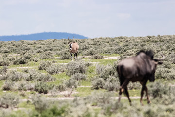 oryx agains wilderbeest in africa