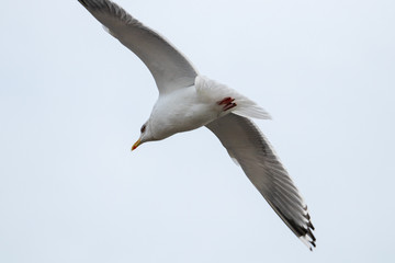 Fototapeta na wymiar Free flying seagull on the beach