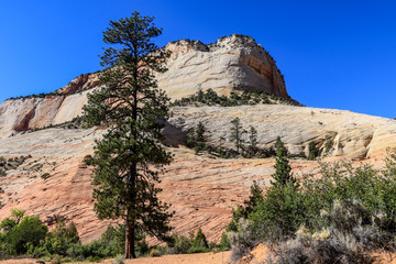 Fototapeta premium Amazing View to the Forest Mountains of Zion National Park, Utah, USA