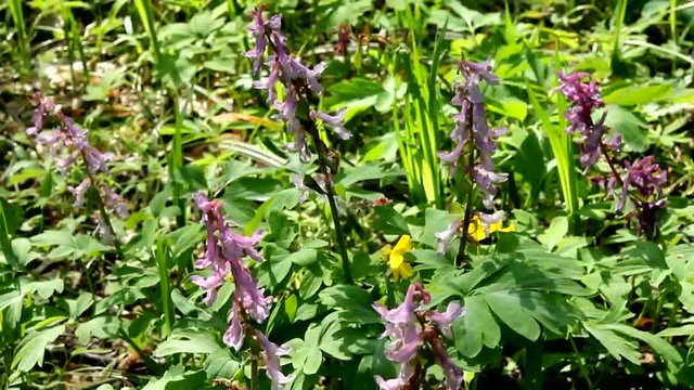 Corydalis is a flower of early spring. The indescribable beauty of flowering Corydalis.