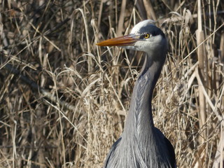 great blue heron