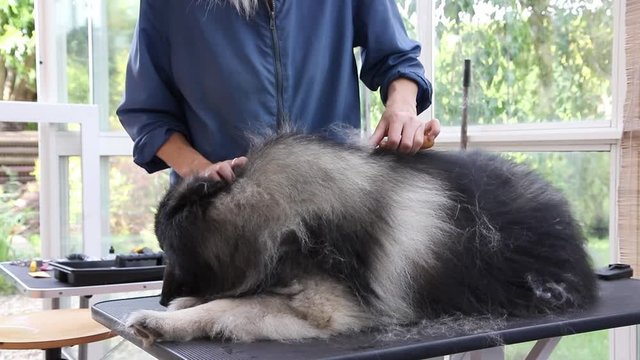 Professional groomer woman is trimming cute Wolf Spitz Dog. The dog is lying on the adjustable hydraulic grooming table.