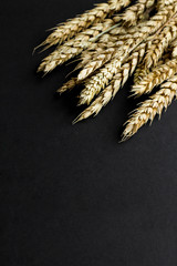 Natural,dried as came from field ears of wheat on the black surface with copy space.