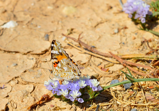  Painted Lady butterfly