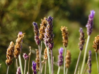 Flowers of wild lavender