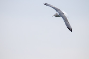 Free flying seagull on the beach