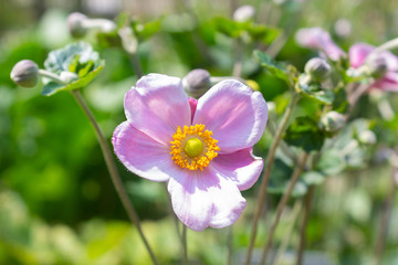 Japanese anemone flowers in the garden