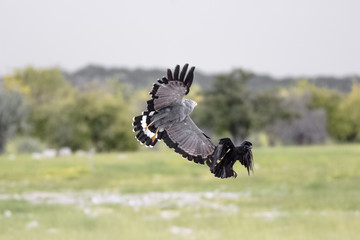 affriacn harrier hawk fight with a black raven