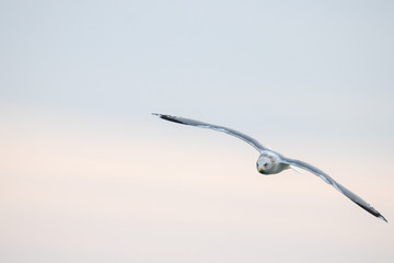 Free flying seagull on the beach