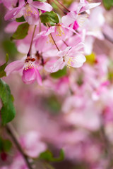 Pink Apple Blossoms