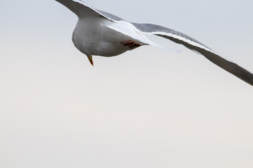 Free flying seagull on the beach