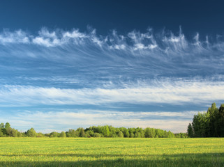 Beautiful green cornfield with land air atmosphere blue bright and orange yellow dramatic sunset sky in countryside texture background.