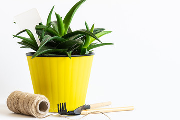 Aloe Vera plant in bright yellow pot with instruments on white background with copy space for your design. Home gardening concept.