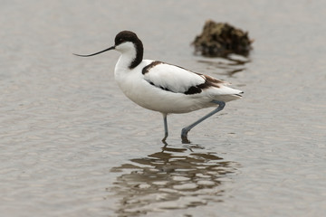 Avocette élégante, Recurvirostra avosetta, Pied Avocet