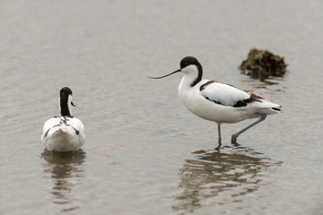 Fototapeta na wymiar Avocette élégante, Recurvirostra avosetta, Pied Avocet