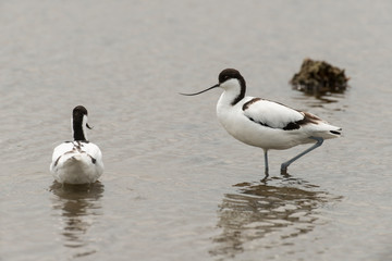 Avocette élégante, Recurvirostra avosetta, Pied Avocet