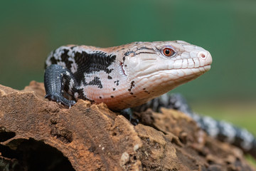 Blue tongue skink