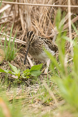 Bécassine des marais,.Gallinago gallinago, Common Snipe