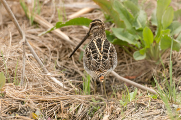 Bécassine des marais,.Gallinago gallinago, Common Snipe