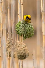 Tisserin intermédiaire,.Ploceus intermedius, Lesser Masked Weaver