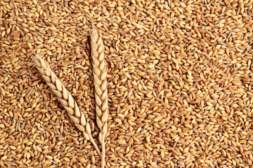 Ears of wheat in shelled background with wheat spike.
