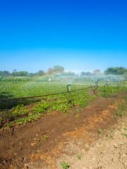 Watering potatoes in garden. Sprinklers water the potatoes.