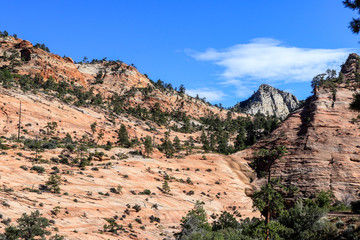 Amazing View to the Forest Mountains of Zion National Park, Utah, USA
