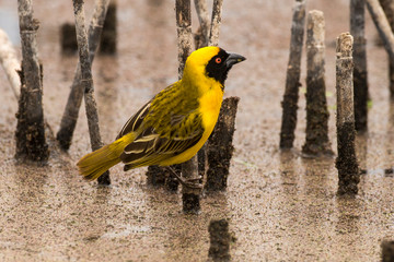 Fototapeta premium Tisserin intermédiaire,.Ploceus intermedius, Lesser Masked Weaver