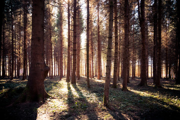 Impressive sunset in the forest: Tree trunks, sunbeams, light and shadow