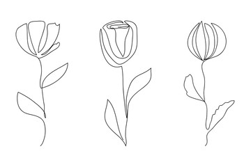 Vector line art flowers. Minimalism, elegant, isolated white background