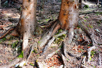 Piatra Craiului, landscape in Carpathian Mountains, Transylvania,  which belongs to the South Romanian Carpathians.