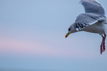 Free flying seagull on the beach