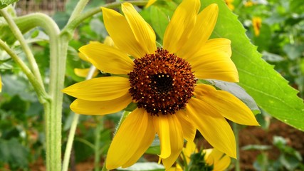 sunflower in garden