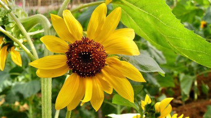 sunflower in garden