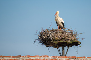 Mama Storch wartet auf Baumaterial