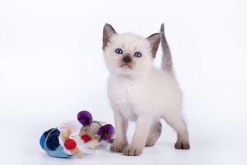 a small kitten with a mause is isolated on a white background