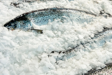 Fresh chilled salmon, a lot of gutted carcasses lies on ice crumbs.