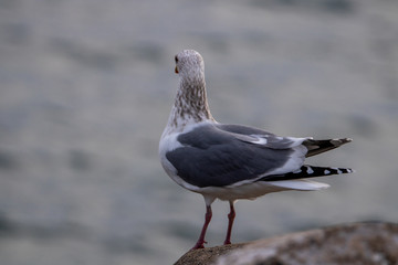 Free flying seagull on the beach