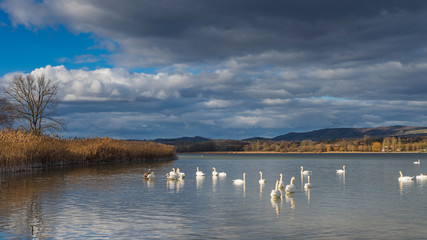 Höckerschwäne im Naturschutzgebiet der Halbinsel Mettnau; Radolfzell, Bodensee