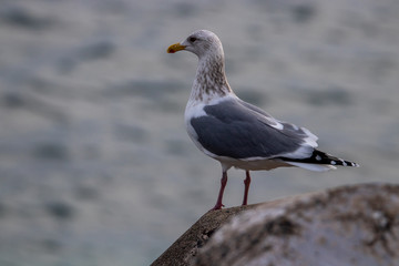 Free flying seagull on the beach