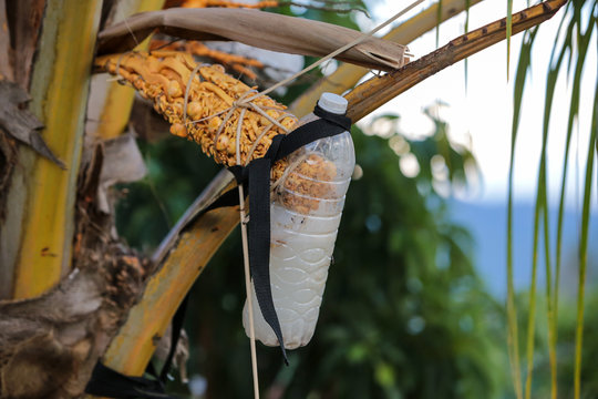 Neera, also called palm nectar, is a sap extracted from the inflorescence of various species of toddy palms and used as a drink